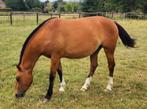 2,5 jarige Freiberger/Franches-Montagne merrie., Dieren en Toebehoren, Paarden, Merrie, Minder dan 160 cm, Z, Gechipt