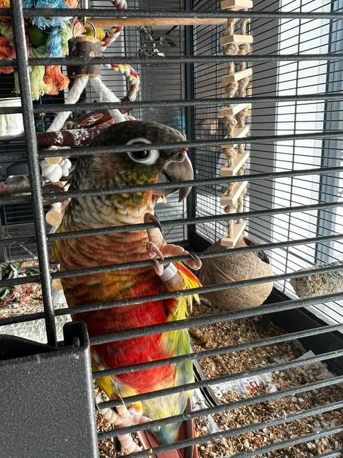 Phyrrura parkiet man, Dieren en Toebehoren, Vogels | Parkieten en Papegaaien, Parkiet, Tam