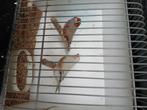 Zebravinken, Dieren en Toebehoren, Vogels | Overige Vogels, Meerdere dieren, Tropenvogel, Geringd