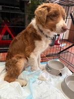 Australische herder puppy, Dieren en Toebehoren, Honden | Niet-rashonden, België, Particulier, 8 tot 15 weken, Eén hond