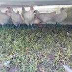 Poule de bresse hanen, Meerdere dieren, Kip