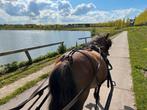 Bay dun shetlander 1 meter hoog met hengst veulen mini fjord, Dieren en Toebehoren, Pony's, B, A pony (tot 1.17m), 11 jaar of ouder