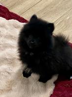 Chiots spitz allemands noirs (males), 15 semaines à 1 an, Loulou, Chien (mâle), Belgique