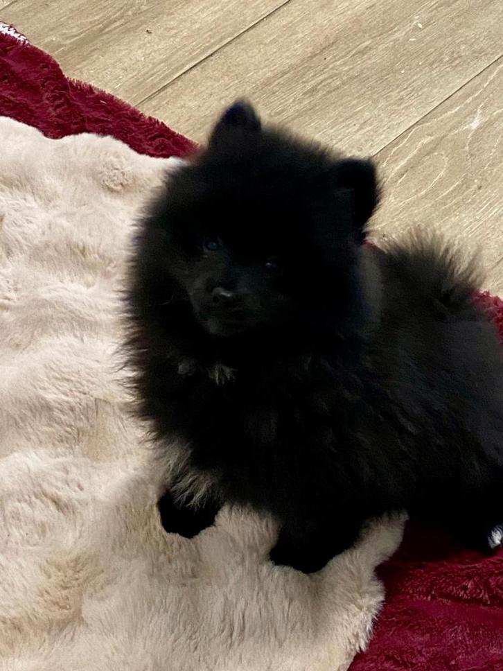 Chiots spitz allemands noirs (males), Animaux & Accessoires, Chiens | Huskys, Loulous & Types primitifs, Chien (mâle), Loulou