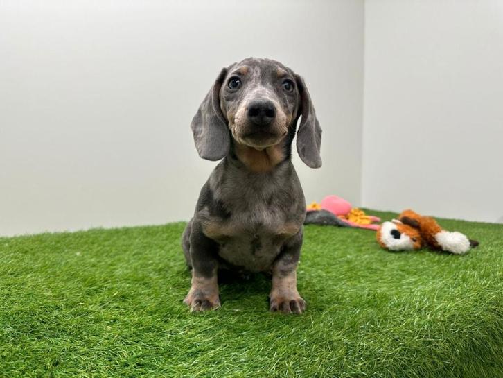 Gladharige Dwergteckel pups, Dieren en Toebehoren, Honden | Teckels en Dashonden, Meerdere dieren, Korthaar, Dwerg, Fokker | Professioneel