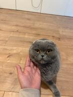 Scottish fold, Dieren en Toebehoren, Ophalen