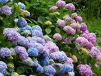 Prachtige volwassen HORTENSIAS. Van tuinliefhebber., Tuin en Terras, Vaste plant, Halfschaduw, Zomer, Ophalen