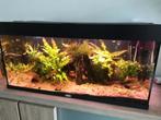 Aquarium juwel 180 te koop met LED-lampen, JBL filter, Dieren en Toebehoren, Ophalen, Gebruikt, Gevuld zoetwateraquarium