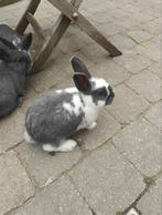 dwergkonijntjes, Dieren en Toebehoren, Juni, Meerdere dieren