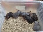Jonge cavia zeugen 10€/stuk, Dieren en Toebehoren, Juni, Cavia