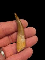 Dent de 6 cm de Plesiosaurus mauritanicus, Collections, Enlèvement ou Envoi, Fossile