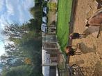 Soay twee stuks miekens, Dieren en Toebehoren, Schapen, Geiten en Varkens