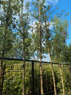 Qercus suber, Groenblijvende Solitaire Boom