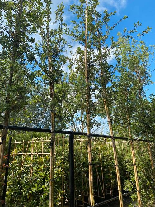 Qercus suber, Groenblijvende Solitaire Boom, Tuin en Terras, Planten | Tuinplanten, Ophalen