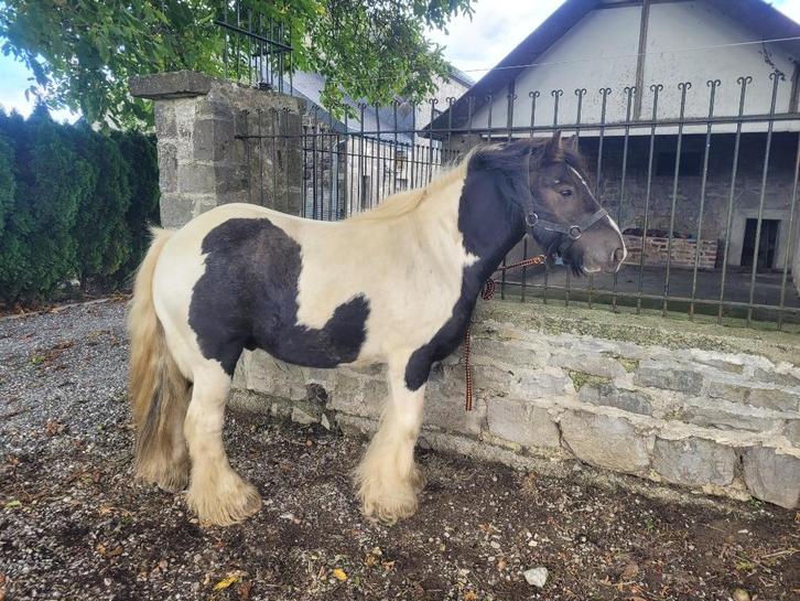 Tinker pony/Irish Cob, Dieren en Toebehoren, Pony's, Ruin, C pony (1.27m tot 1.37m), Recreatiepony, 7 tot 10 jaar, Gechipt, Ontwormd