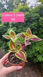 Coleus, Huis en Inrichting, Kamerplanten, Overige soorten, Ophalen of Verzenden, Minder dan 100 cm, Bloeiende kamerplant