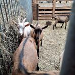 Bokken, Dieren en Toebehoren, Schapen, Geiten en Varkens, Mannelijk, Geit, 0 tot 2 jaar