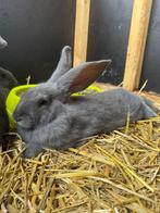 Blouw Van Ham, Dieren en Toebehoren, Konijnen, Meerdere dieren, Groot, 0 tot 2 jaar