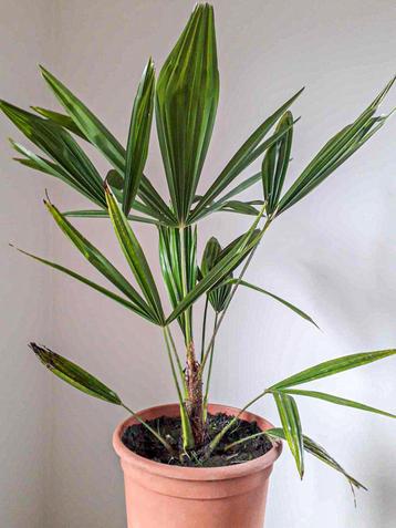 Palmplanten, Tuin en Terras, Planten | Tuinplanten, Ophalen, Winter