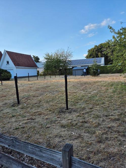 Weidemaatje/ stadgenootje gezocht, Dieren en Toebehoren, Stalling en Weidegang