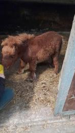 Mini mini veulentje  zoekt een leuk stalletje, Dieren en Toebehoren, Pony's, Hengst