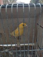 Kanaries, Dieren en Toebehoren