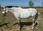 Uitstekend springpaard met ervaring 10j mare Frivole du Soir, Dieren en Toebehoren, Paarden, Merrie, Springpaard, Zadelmak, 7 tot 10 jaar