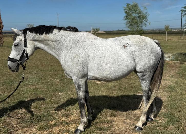 Uitstekend springpaard met ervaring 10j mare Frivole du Soir, Dieren en Toebehoren, Paarden, Merrie, Zadelmak, 160 tot 165 cm