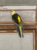 Parkieten, Dieren en Toebehoren, Meerdere dieren, Parkiet, Geringd