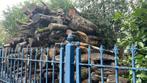 Bois de chauffage dur et sec prêt pour cet hiver, 6 m³ of meer, Beukenhout, Blokken