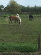 Stal ter beschikking, Stalling, 1 paard of pony