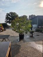 Meerstammige lagerstroemia neige d'été 200-250, Tuin en Terras, Ophalen
