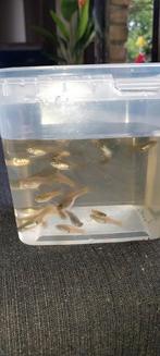 Guppy's te koop (per 10st) man en vrouw.
