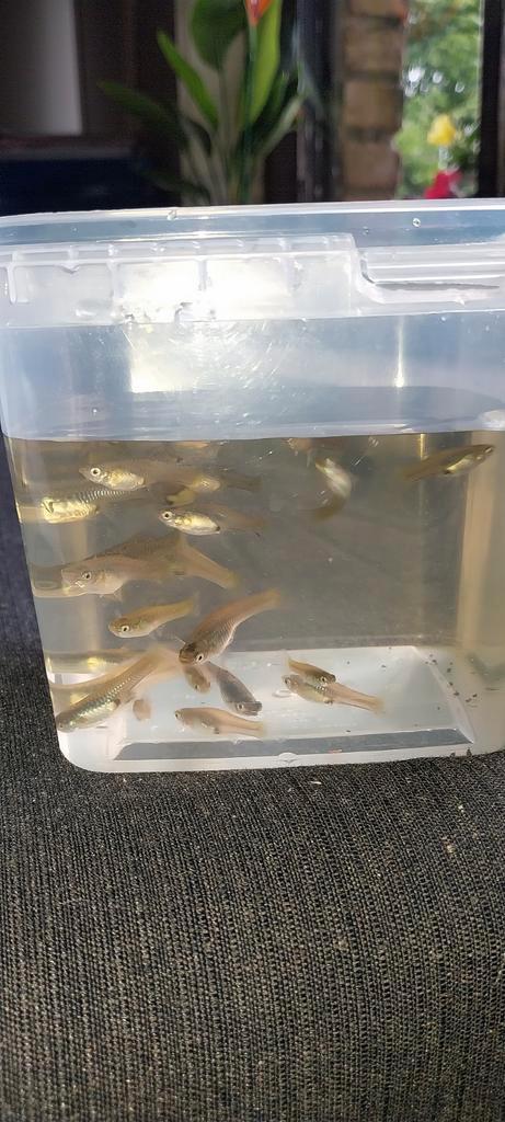 Guppy's te koop (per 10st) man en vrouw., Dieren en Toebehoren, Vissen | Aquariumvissen
