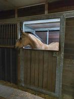 PAHO Stal, Weidegang, 2 of 3 paarden of pony's