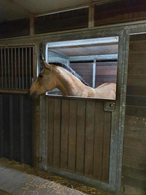 PAHO Stal, Dieren en Toebehoren, Stalling en Weidegang, Stalling, Weidegang, 2 of 3 paarden of pony's