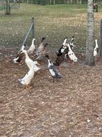 Loopeend, Dieren en Toebehoren, Pluimvee, Meerdere dieren, Eend