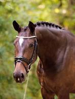Lieve kwpn fokmerrie/wandelpaard te koop, Dieren en Toebehoren, Merrie, Gechipt, L, 160 tot 165 cm