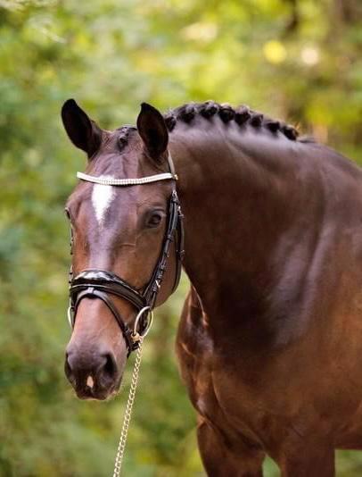 Lieve kwpn fokmerrie/wandelpaard te koop, Dieren en Toebehoren, Paarden, Merrie, L, 160 tot 165 cm, 11 jaar of ouder, Recreatiepaard