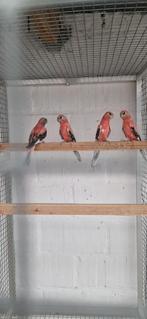 Roze opaline bourkes 2025, Dieren en Toebehoren, Vogels | Parkieten en Papegaaien, Meerdere dieren, Parkiet, Geringd