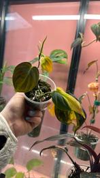 Philodendrons mican variegata 2, Ophalen of Verzenden