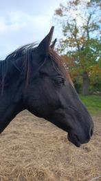 Weidemaatje/recreatie paard gezocht, Dieren en Toebehoren, Paarden, Gechipt, Minder dan 160 cm, Ruin, Zadelmak