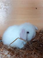 Zeer mooi minilop voedstertje, Dieren en Toebehoren, Vrouwelijk, Klein, Hangoor, 0 tot 2 jaar