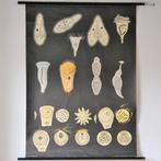 Carte scolaire vintage : biologie (1961), Antiquités & Art, Envoi, Nature et Biologie