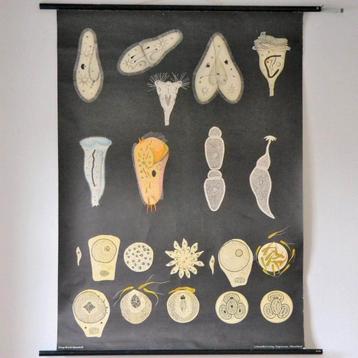 Carte scolaire vintage : biologie (1961)