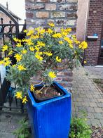 Planten gele Margriet vetplanten lupine akalei geldboom c, Ophalen of Verzenden