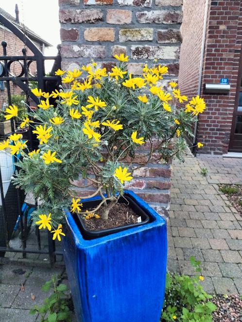 Planten gele Margriet vetplanten lupine akalei geldboom c, Tuin en Terras, Planten | Bomen, Ophalen of Verzenden