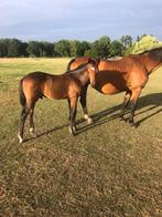 Hengstenveulen V Devil 2000 Z, Springpaard, 0 tot 2 jaar, Hengst, Onbeleerd