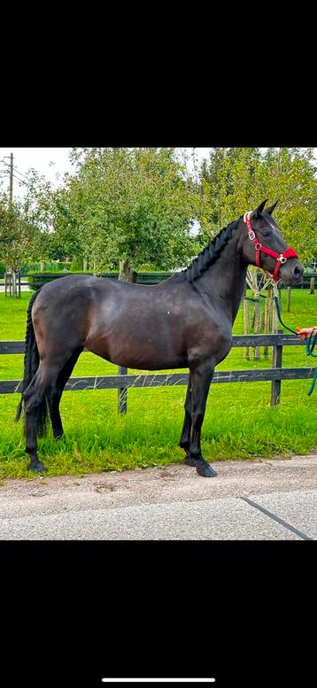 Lieve PRE Merrie ‘Ciri’ – Perfecte Buitenritmaatje!, Jument, M