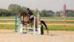 Super brave D  new forst  ster  ruin D pony, Dieren en Toebehoren, Pony's, Gechipt, Ruin, Dressuurpony, M